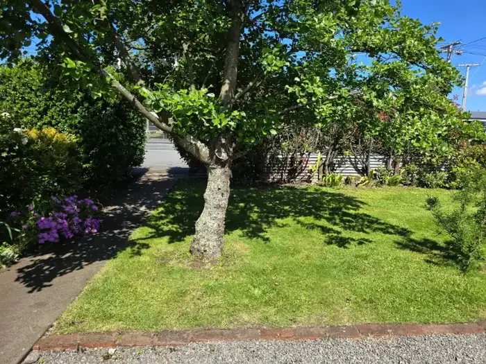 Recent lawn care project in Masterton 6